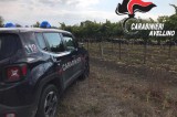 Grottaminarda – Coppia sorpresa dai Carabinieri a rubare uva